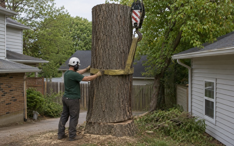 Worker setting a choker strap around a white oak section in a Glen Burnie yard with the crane hook block waiting above it.