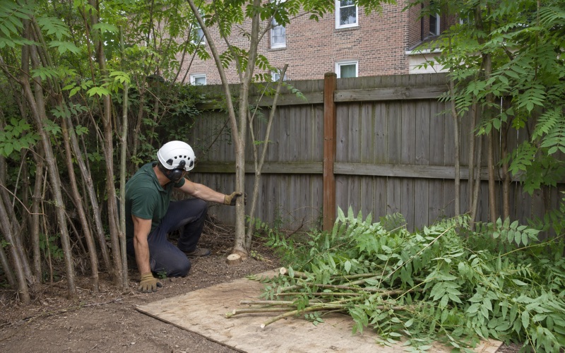 Worker gripping a cut ailanthus stem at a Glen Burnie fence line, the host-plant clump being taken out at the base.