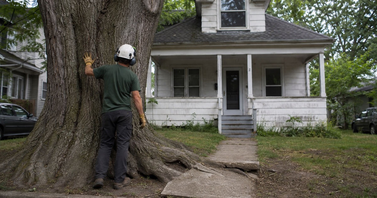 Worker at the base of a mature silver maple standing over a small prewar Arbutus house, its roots lifting the front walk.