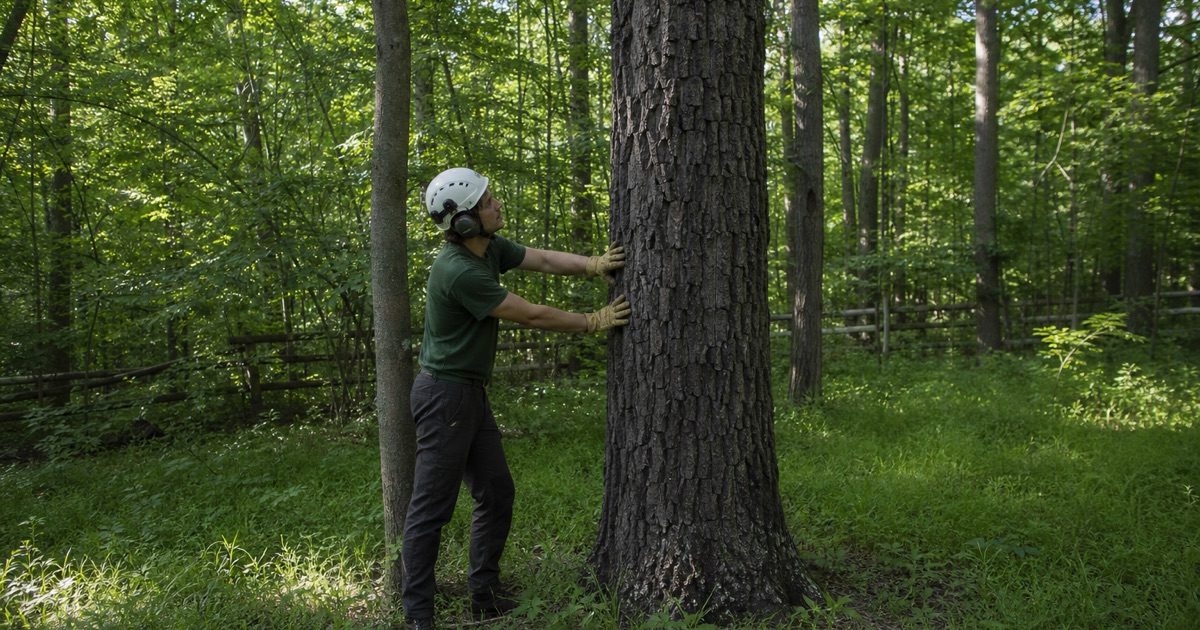 Worker at the base of a black gum on a large wooded Crownsville tract, the ground low and wet under the summer canopy.