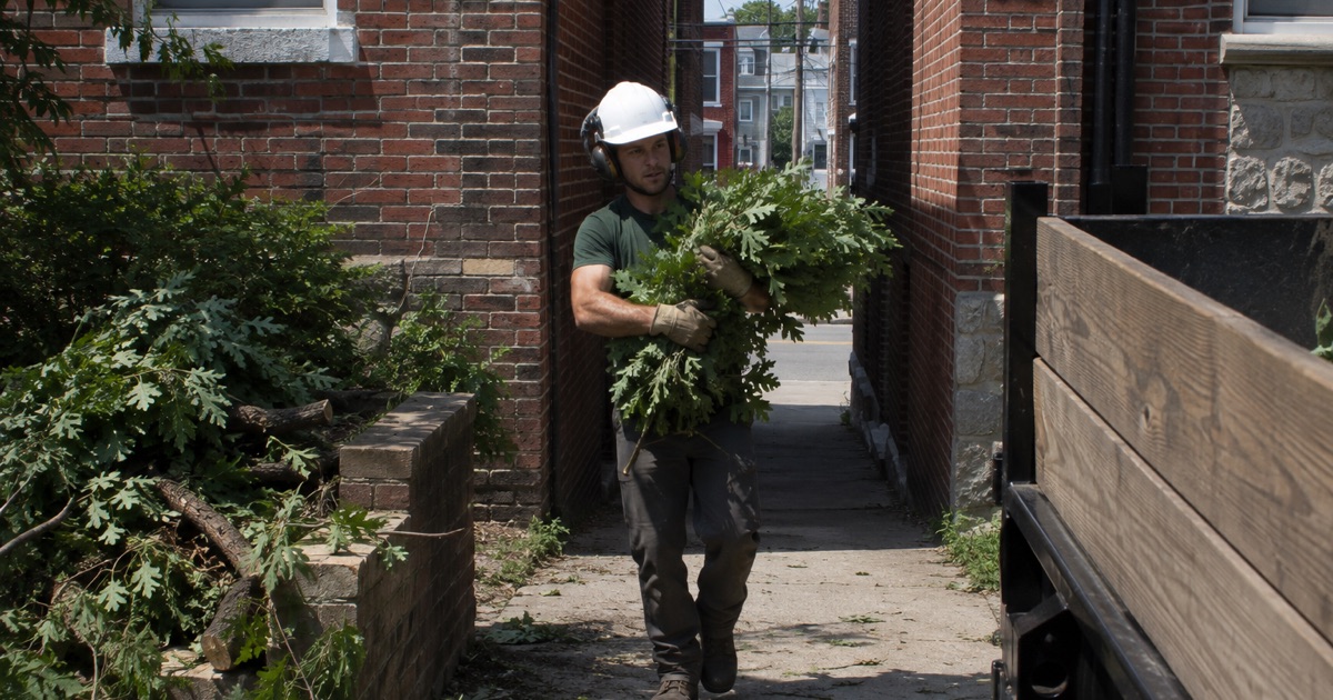 Worker carrying bundled white oak cuttings out through the narrow passage between two Lansdowne attached rows.